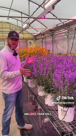 Meet Hyssopus ‘Nectar Ninja’💜 Height: 22-24 inches Spread: 34-38 inches Zones: 4-9 Full Sun Deer & Rabbit Resistant Pollinator Magnet #waltersgardens #provenwinners #perennials #purpleflowers