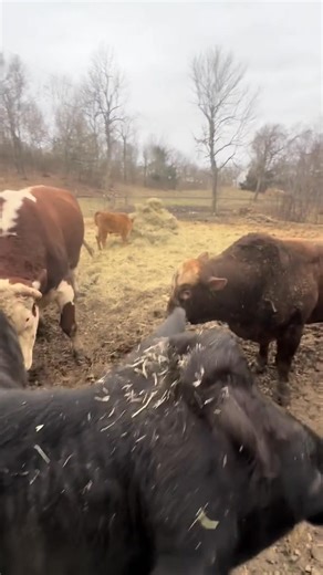 #redfordthebull #rufusthebull #bull | Lazybcattleco