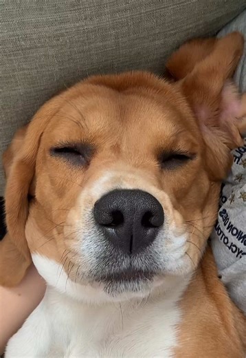 Qu’est-ce que tu crois je suis un bon avion de chasse 😂🐶 #d#dogc#chienb#beaglepuppyb#beaglet#trenddog