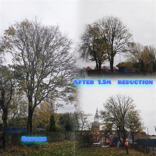 @robinsontreesurgery @bradleyhaycock 1.5m reduction of the maple tree. The main vertical limb had big spilt on the side due to the weight of the lateral branches. This is why we have to regularly maintain this tree to prevent losing it completely. #treeclimbing #treeservice #arborist #treesurgeon #husqvarna #sthil #treecarespecialist #treefelling | Lobo Trees n Gardens