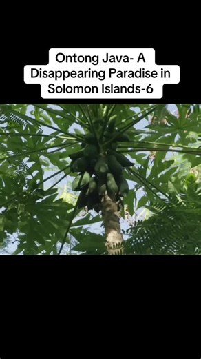 Ontong Java- A Disappearing Paradise in Solomon Islands-6