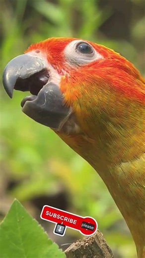 Sun conure parrot chirping sounds 4K Videos