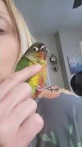 Meet JibJib our precious Yellow-sided Green Cheek Conure 2 months old and spoiled!