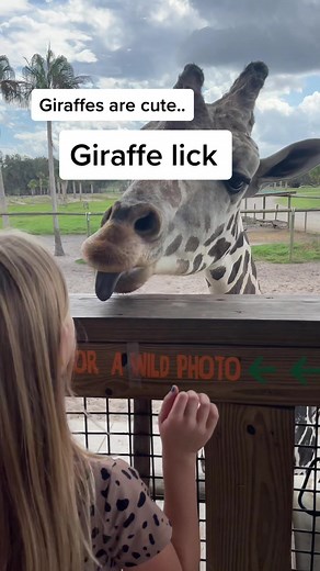 Cute Giraffe Experience at Wild Florida Safari