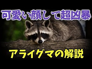 可愛い顔して超凶暴 アライグマの解説