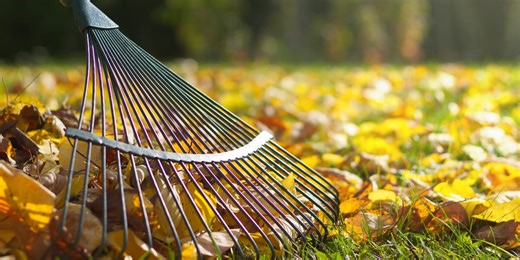 What to plant in November – plus 4 garden jobs to tick off this month