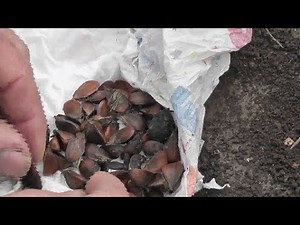 Beech mast year 2022, planting collected seed.