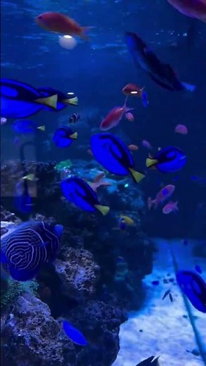 Check Out This 1,000 Gallon Massive Coral Reef! You Won’t Believe This Setup