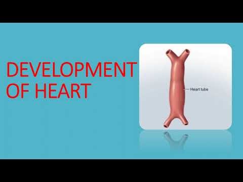 Development of heart part 1 - easy embryology gross anatomy