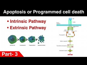 Apoptosis Part 3 | Intrinsic pathway and Extrinsic pathway |In Hindi