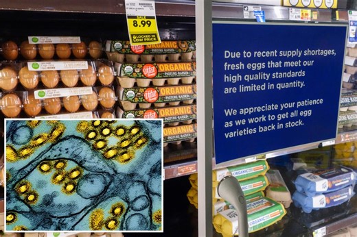 Egg inflation surges 8.5% in December as bird flu, high demand strain supply