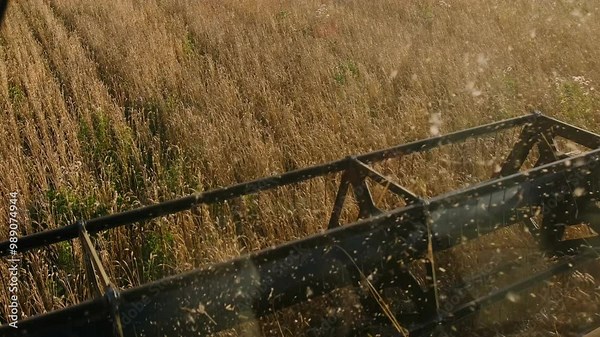 Combine harvest the wheat crop. Wheat harvesting shears. Combines in the field, Agriculture Food industry concept