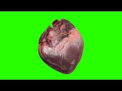 real human heart beating green screen royalty free footage