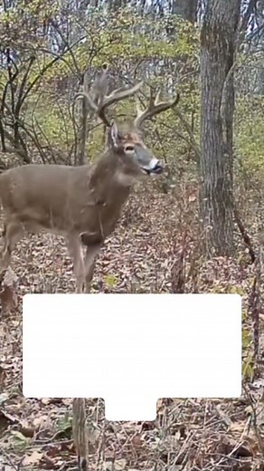 135K views · 2K reactions | RUT INTEL: November 18th - Hunt the...