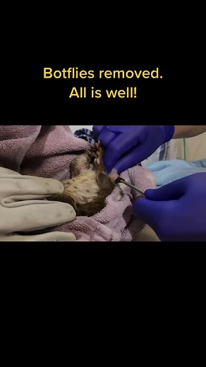 Appalachian Wild on TikTok