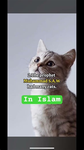 7 Reasons why you should get a cat in Islam #islam #cats