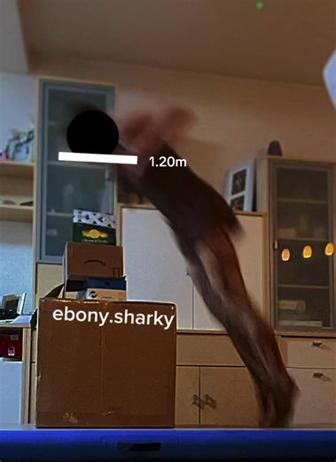 Jumping Over Boxes with Quadrobics
