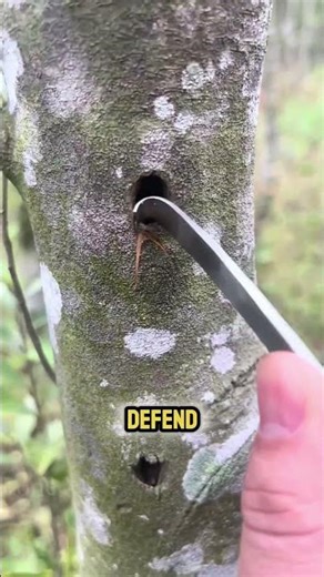 Why This Tree Is Worth More Than Gold!🌿💰