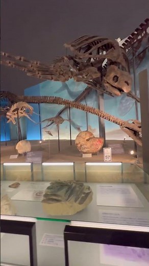 【福井県立恐竜博物館】