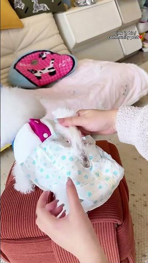 Keep your pup comfy and dry with these high-absorbing belly bands! 🐶💧