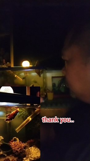 Good evening my relaxation #aquarium #aquariumhobby #aquariumfish #fishkeeping #relaxation #stressreliever #goodevening #fbyシvideo #fbreelsfypシ゚ #fbpost | Juan Coronel Magpayo