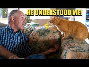 Cats That Sound Like They're Having Real Conversations 😹💬 | Funniest Talking Cats