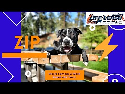 Border Collie-Pitbull mix | 5 m/o "ZIP" | Incredible Border Collie-Pitbull Off Leash Obedience