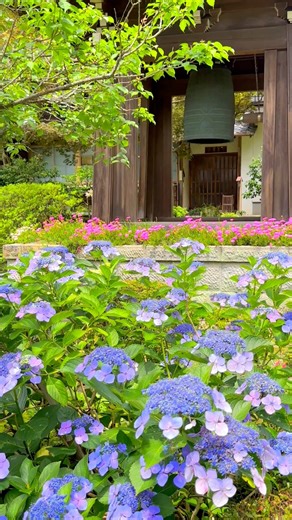 鎌倉の海蔵寺。四季折々の花の風景が見れることと、奥まったところにあるぶん他の観光名所よりも観光客が比較的少なく静かな場所なので気に入っています。📲2024/6/20 Hydrangeas in Kaizo-ji temple in Kamakura. | 1minute traveller