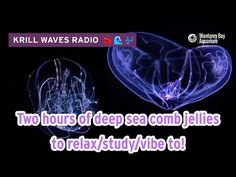 2 Hours Of Comb Jellies To Study/Relax/Work | Lofi Hip Hop | Monterey Bay Aquarium Krill Waves Radio