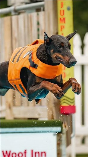 Elite Level Executive Dobermans For Families Trained ‪@ProtectionDogSales‬ Home Raised Protection