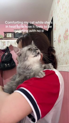 Comforting Cat During Heat Cycle | Cat Ovulation Tips