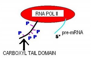 RNA polymerase II holoenzyme - Alchetron, the free social encyclopedia