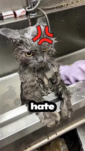 The Angriest Wet Cat Ever💢 #AnimalFacts
