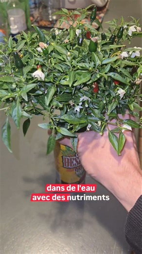 🌱L'HYDROPONIE EXPLIQUÉE SIMPLEMENT #culturehydroponique #garden #indoorplants #urbanfarming