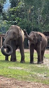 42K views · 1.5K reactions | Elephant play time | Nature Elephant | Facebook