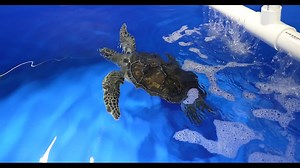 Why does it matter which license plate you buy? In Florida, revenue generated by the sale of Sea Turtle License Plates funds critical sea turtle conservation work via the Sea Turtle Grants Program (STGP), like this amazing new MASH Unit for The Florida Aquarium. The STGP disperses around $400,000 in grants every year to coastal counties, educational institutions and nonprofit groups. The STGP has awarded more than $7 million in grants to support sea turtle research, conservation and education pr