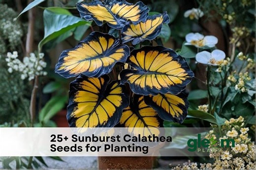 25  Sunburst Calathea Seeds for Planting - Etsy