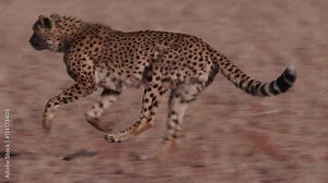 Cheetah running side on to camera in slow motion