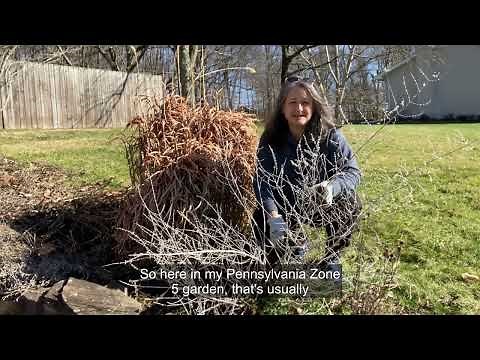 Pruning Russian Sage