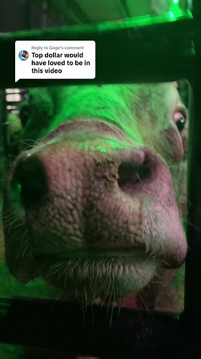 Pet and Boops: A Heartwarming Moment with Top Dollar Bucking Bull