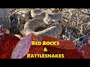 Rattlesnakes and Red Jasper - An Arizona Rockhounding Adventure