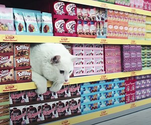 Cats Take Over a Grocery Store in This Silly German Commercial