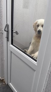 13K views · 657 reactions | Retriever Shulah is available for adoption and Logan terrier mix is available for adoption | Limerick Animal Welfare | Facebook