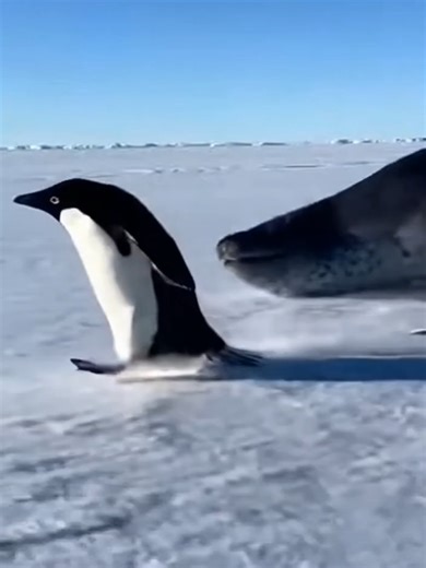 Run, little guy, run! 🐧💨😱 #penguin #leopardseal #seal #antarctica #wildlife
