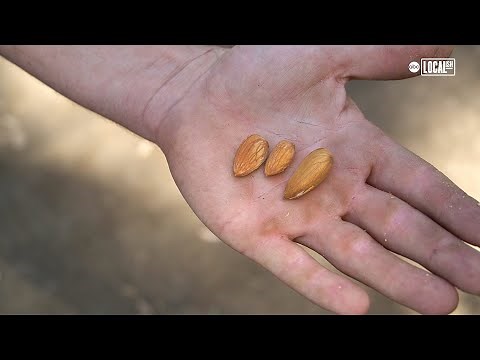 How Almonds Are Harvested