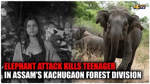 ELEPHANT ATTACK KILLS TEENAGER IN ASSAM'S KACHUGAON FOREST DIVISION A teenage girl lost her life in a wild elephant attack the early hours of February 24 in the Dumruguri area of Mainaguri village under the jurisdiction of Kachugaon Forest Division, Assam. The deceased, identified as Phungja Musahari, was a student and the daughter of Swapan Musahari. According to local sources, she was fatally attacked by the elephant, leading to her death on the spot. This is the second fatal elephant attack i