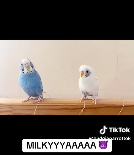 bro swears that he has rizz💀 #fyp #birdsoftiktok #parrotsoftiktok #budgie #foryoupage
