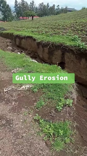 Failure to test your water for irrigation to determine its salinity and sodicity leads to rill erosion which advances to gully erosion. This can cause irreversible damage as far as agricultural productivity is concerned. #watertesting #SoilTesting #Kilimo #Ukulima #Agriculture