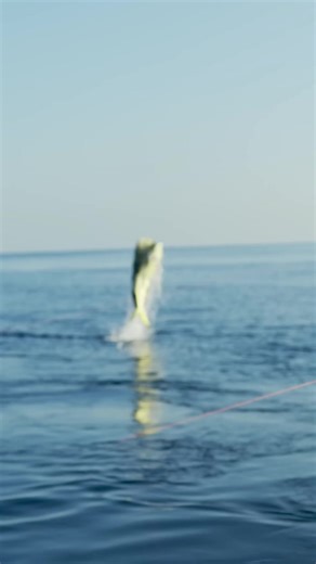 You don’t see colors like this every day 🌊🐟 Moments that show the true energy of the ocean. Educational & observational fishing clip. #fishingtok #oceanlife #naturetok #bigfish #natureclips