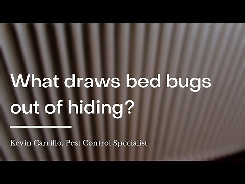 What draws bed bugs out of hiding? | wikiHow Asks a Pest Control Specialist
